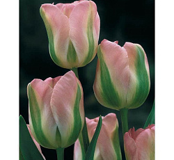 Тюльпан (Зеленоцветный) - Гренланд