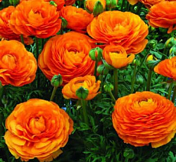 Лютик (азиатский) - Ориндж