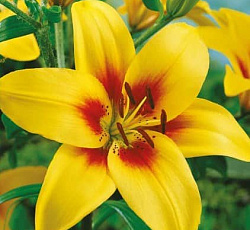 Лилия (азиатская) - Джайв