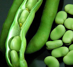 Бобы Черная жемчужина