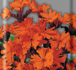 Лихнис Вулкан