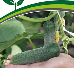 Огурец Шторм F1