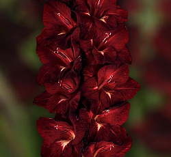 Гладиолус (Российская селекция) - Кот Бегемот