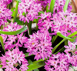 Лук декоративный - Островского