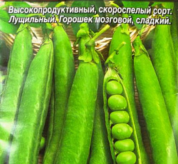 Горох Кузнечик