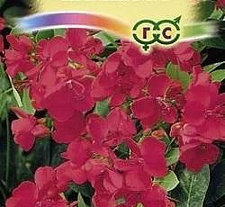 Кассия ренигера Камилла