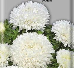 Астра Балун Белая