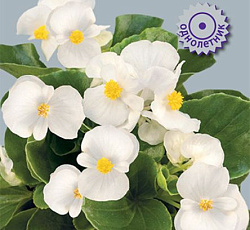 Бегония вечноцветущая зеленолистная Этерна Вайт