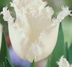 Тюльпан (Бахромчатый) - Дейтона