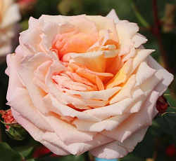 Роза (плетистая) - Барок