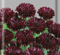 Василек Блэк бол (махровый)