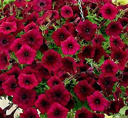 Петуния ампельная Изи Вейв Бургунди Велюр F1