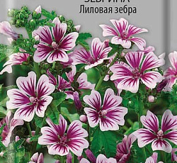 Мальва Зебрина Лиловая зебра