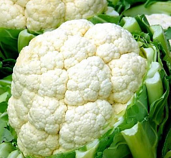 Капуста цветная Снегурочка F1