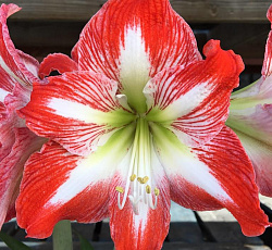 Амариллис (простой) - Минерва