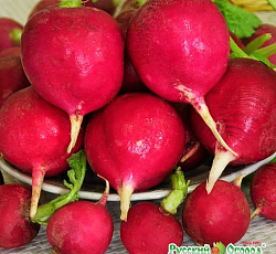 Редис Русский размер