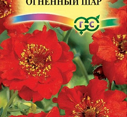 Гравилат чилийский Огненный шар