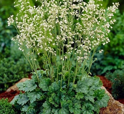 Гейхера (гибридная) - Вайт Клауд