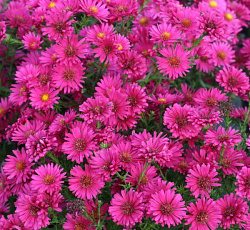 Астра (новобельгийская) - Ройял Руби