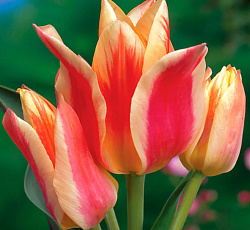 Тюльпан (Многоцветковый) - Квебек