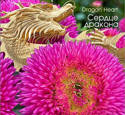 Астра китайская Хризантелла Сердце Дракона