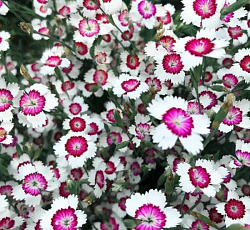 Гвоздика Травянка Вайт-ред