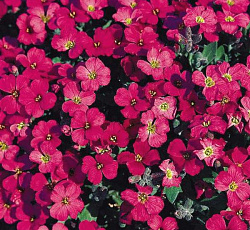 Обриета Гранд каскад красная