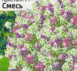 Алиссум ампельный Кристалл F1 Смесь