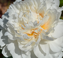 Пион (Травянистый) - Класс Акт (Люкс)