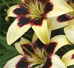 Лилия (азиатская танго) - Патриция Прайд