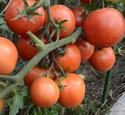 Томат Ямал 200