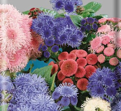 Агератум Весенние капели