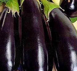 Баклажан Икорный F1