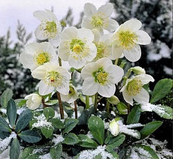 Морозник Зимний цветок