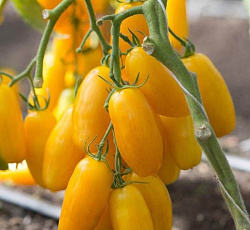 Томат Банан желтый