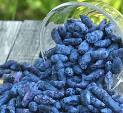 Жимолость - Бархат