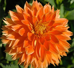 Георгина (бахромчатая) - Ориндж Фубуки