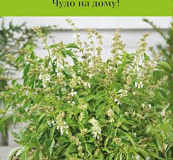 Базилик Свежесть