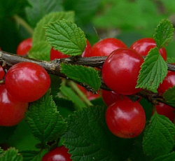 Вишня (войлочная) - Лето