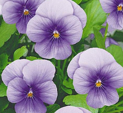 Виола ампельная Водопад лиловый F1