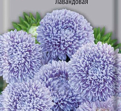 Астра Валентинов день Лавандовая