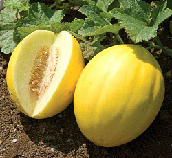 Дыня Золотистая Агро