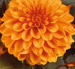 Георгина (декоративная) - Давид Ховард