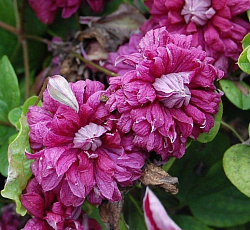 Клематис (ботанический) - Пурпуреа Плена Элеганс