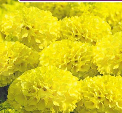 Бархатцы прямостоячие Проуд мари еллоу F1