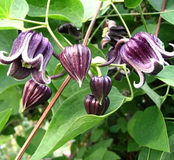 Клематис Бурый Изабель