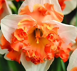 Нарцисс (С расщепленной коронкой) - Хангэриен Рэпсоди