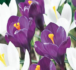 Крокус Крупноцветковый (смесь)