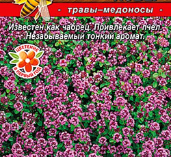 Тимьян (чабрец) Ароматный ковер
