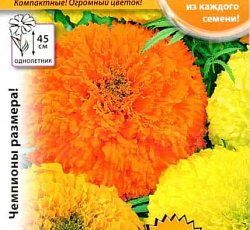 Бархатцы Прямостоячие F1 Русский размер